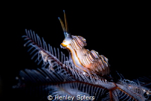 Alien Reindeer on a Xmas Tree by Henley Spiers 